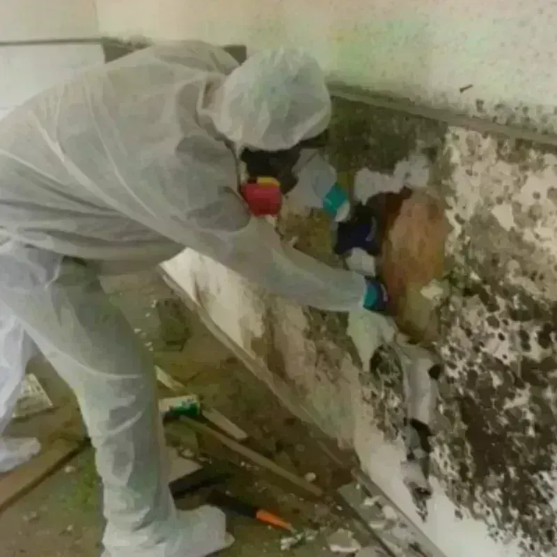 Mold Remediation and Removal in Beverly, TX